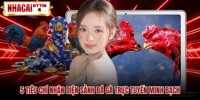5-tieu-chi-nhan-dien-sanh-da-ga-truc-tuyen-minh-bach Dấu hiệu nhận biết sảnh đá gà trực tuyến minh bạch